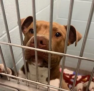 A young large-sized female Pit Bull Terrier dog named Coconut for adoption in Fishers, IN