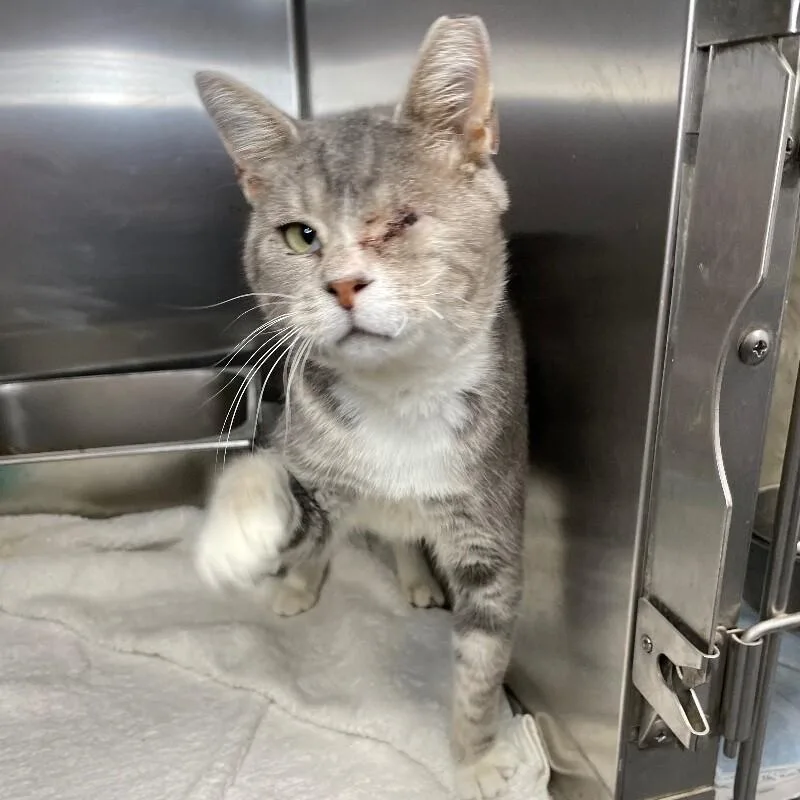 An adult medium-sized male Domestic Short Hair cat named Smoky for adoption in Roanoke, VA