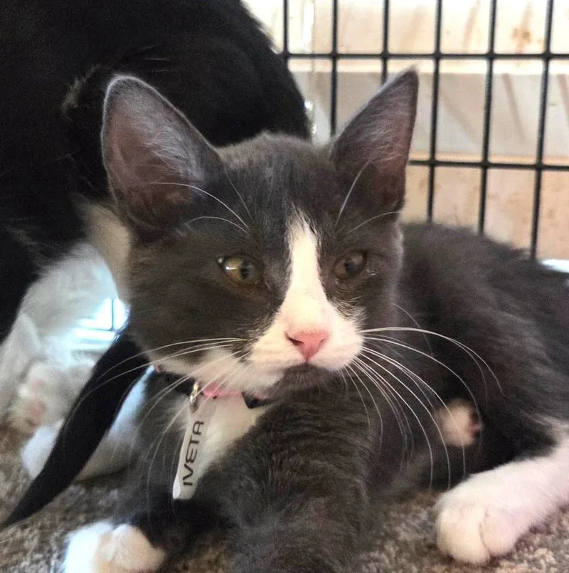 A young medium-sized female Black & White / Tuxedo Tuxedo cat named Iveta for adoption in Las Cruces, NM