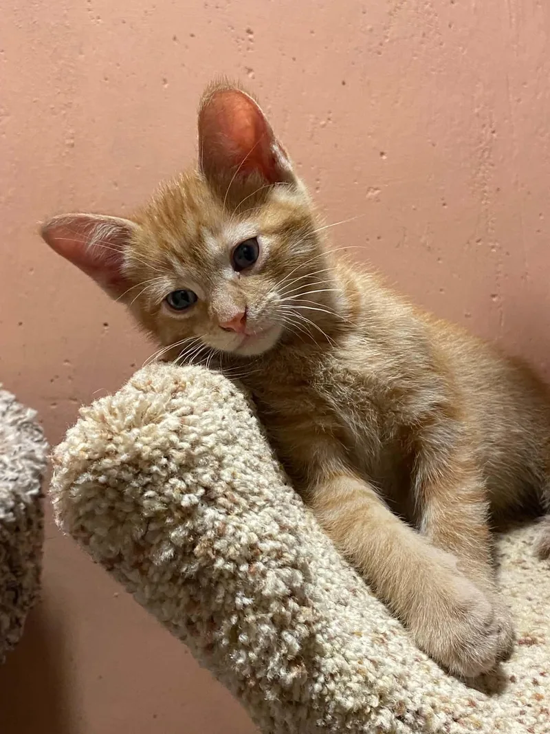 A baby medium-sized male Orange / Red Tabby cat named Souris for adoption in Kenosha , WI