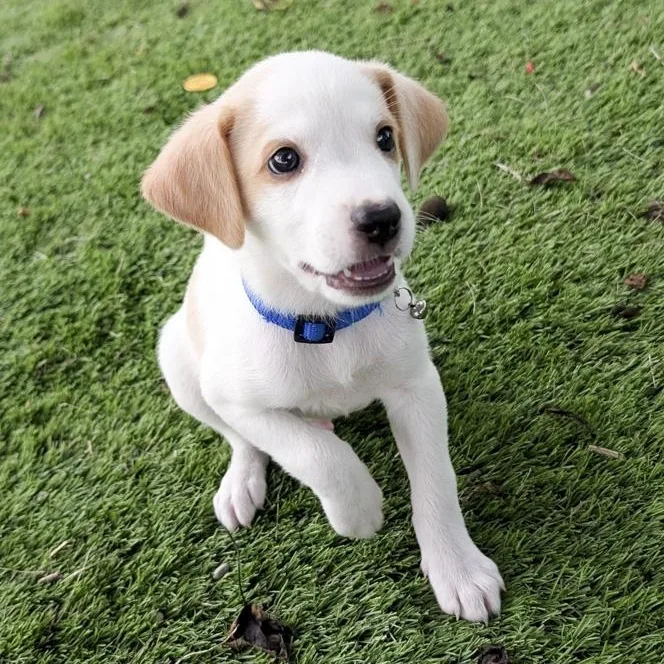 Yoda