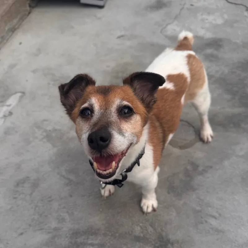 A senior small-sized male White / Cream Jack Russell Terrier dog named Goalie for adoption in Jersey City, NJ