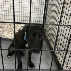 A young medium-sized male Black Terrier dog named Rukus for adoption in St. Louis, MO