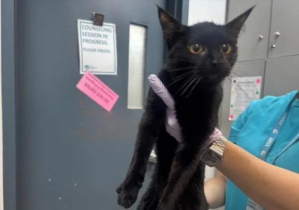 A young small-sized female Domestic Short Hair cat named Uhaul for adoption in New York, NY