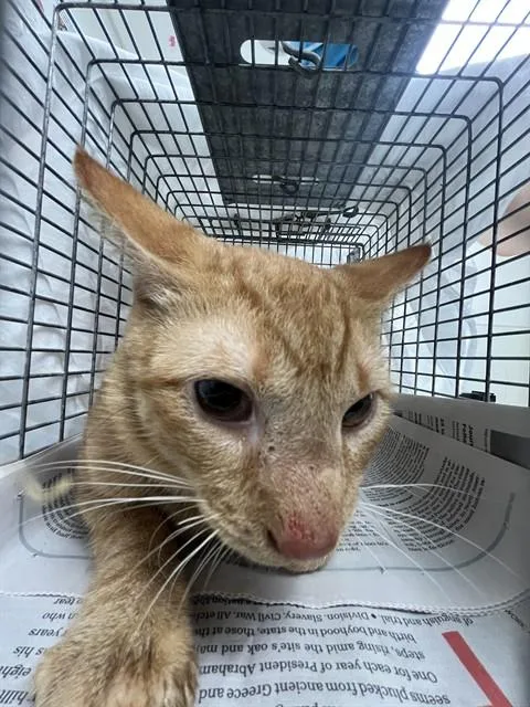 A young small-sized male Domestic Short Hair cat named Jupiter for adoption in Fort Lauderdale, FL
