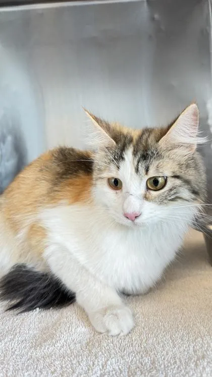 A young small-sized female White Domestic Short Hair cat named Momma for adoption in El Paso, TX