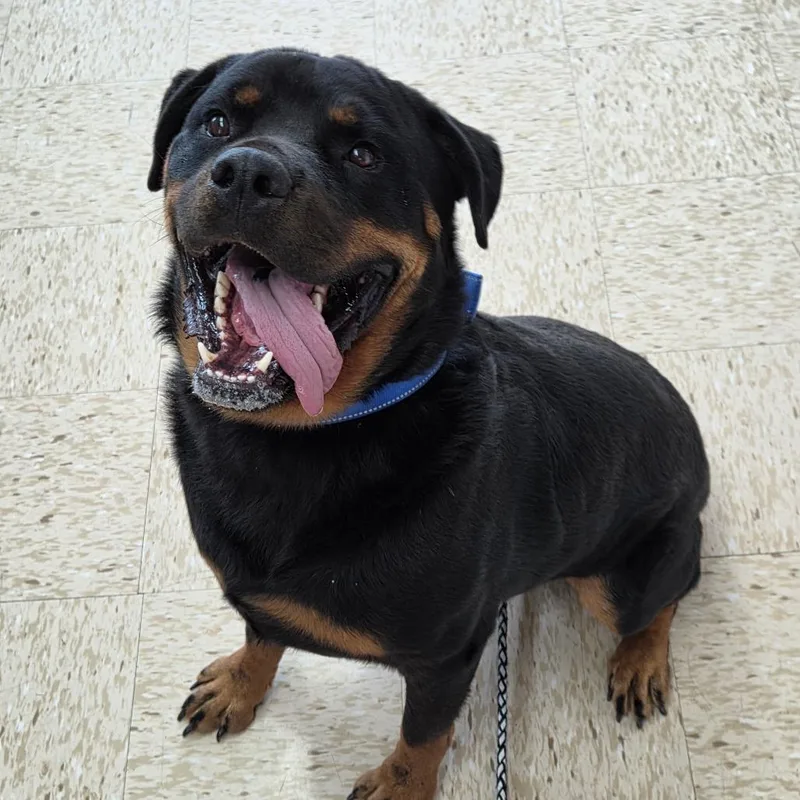 An adult large-sized male Black Rottweiler dog named Gaius for adoption in Breese, IL