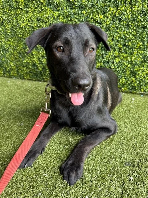 A young medium-sized female German Shepherd Dog dog named Wednesday for adoption in Naples, FL
