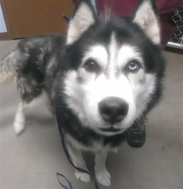An adult large-sized male Husky dog named Hanzo for adoption in Phoenix, AZ
