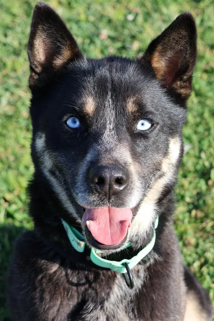 Koda