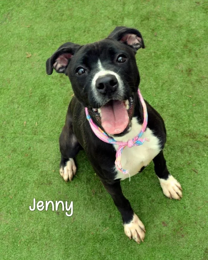 A baby medium-sized female Boxer dog named Jenny for adoption in Gautier, MS