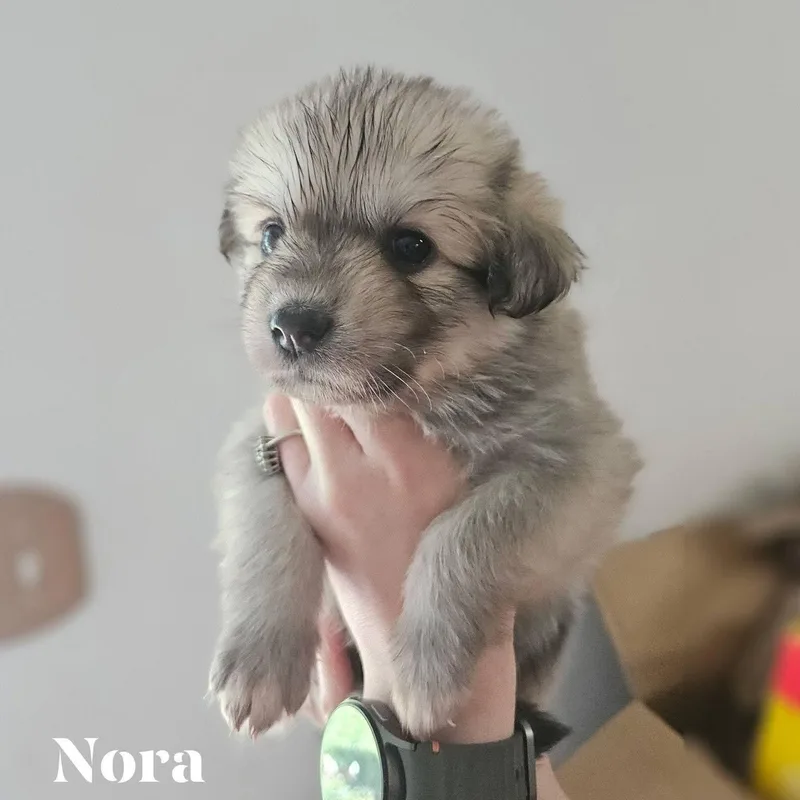 A baby medium-sized female White / Cream Great Pyrenees dog named Nora for adoption in Spring hill, TN
