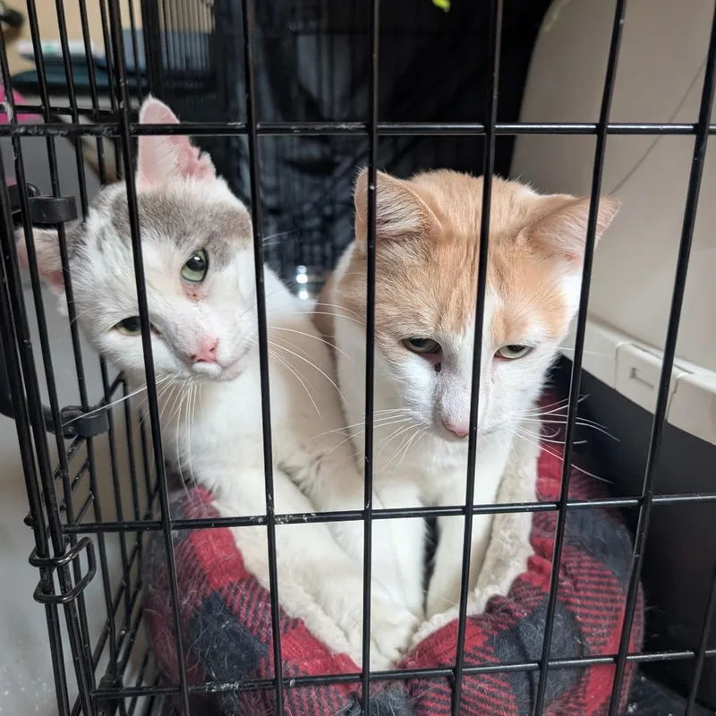 A senior medium-sized male American Shorthair cat named Bob and Archie for adoption in Saint Francis, MN