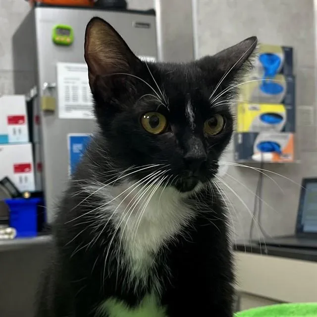 A young medium-sized female Domestic Short Hair cat named Panda for adoption in Naples, FL
