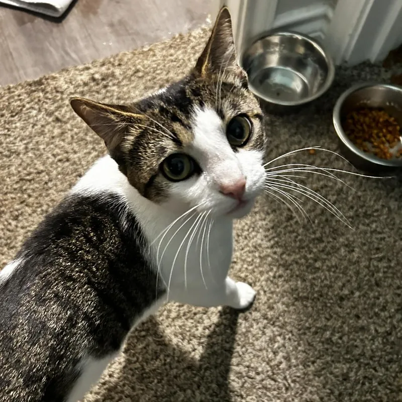 A young small-sized male White Domestic Short Hair cat named Peter for adoption in Fredericksburg, TX