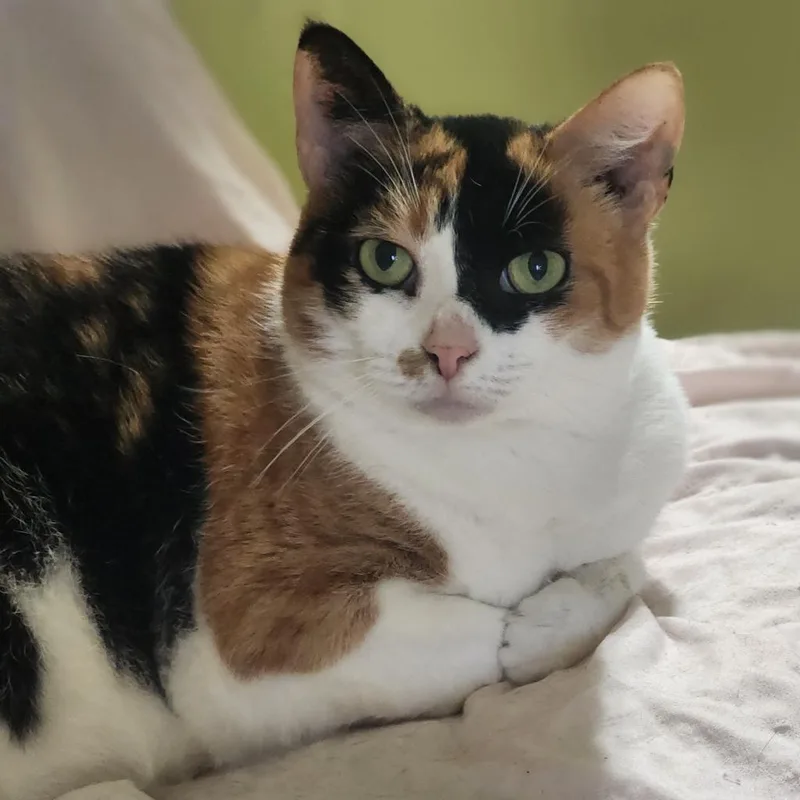 A senior small-sized female Calico Domestic Short Hair cat named Betty for adoption in Lexington, SC