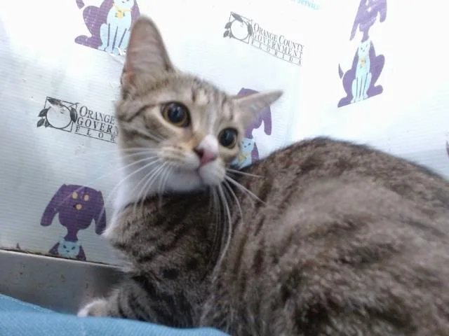 A young medium-sized female Domestic Short Hair cat named Littlest Pea for adoption in Orlando, FL