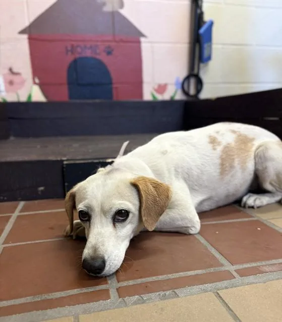 An adult small-sized male Parson Russell Terrier dog named Buddy for adoption in Castaic, CA