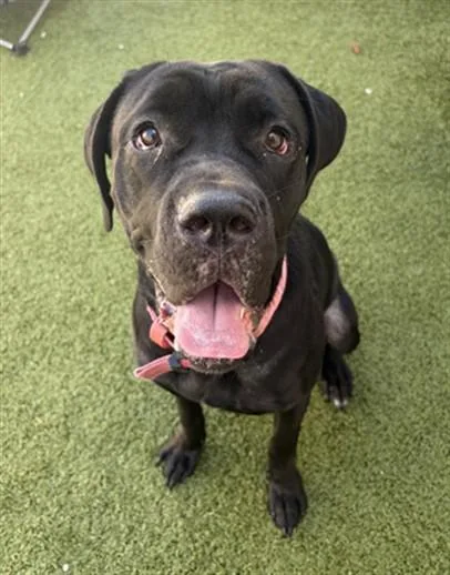 A young large-sized female Cane Corso dog named Dingbat for adoption in Toledo, OH