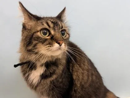 A senior small-sized female Domestic Medium Hair cat named Etta James for adoption in Woodbury, MN