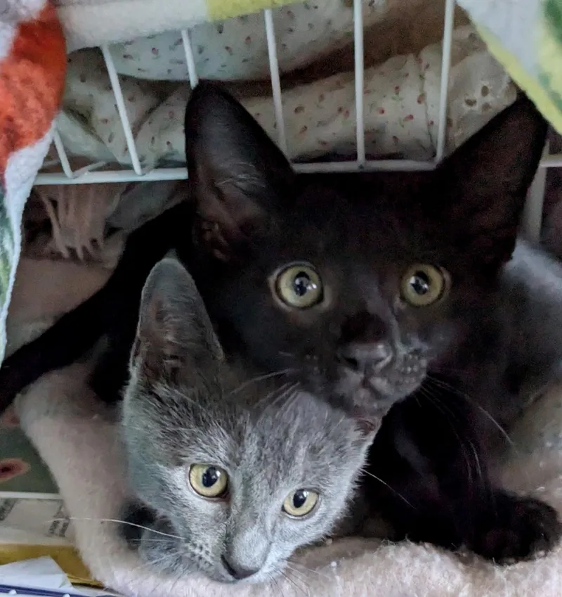 A young medium-sized male Black American Shorthair cat named Jazzy and Princess Pippa for adoption in Vacaville, CA