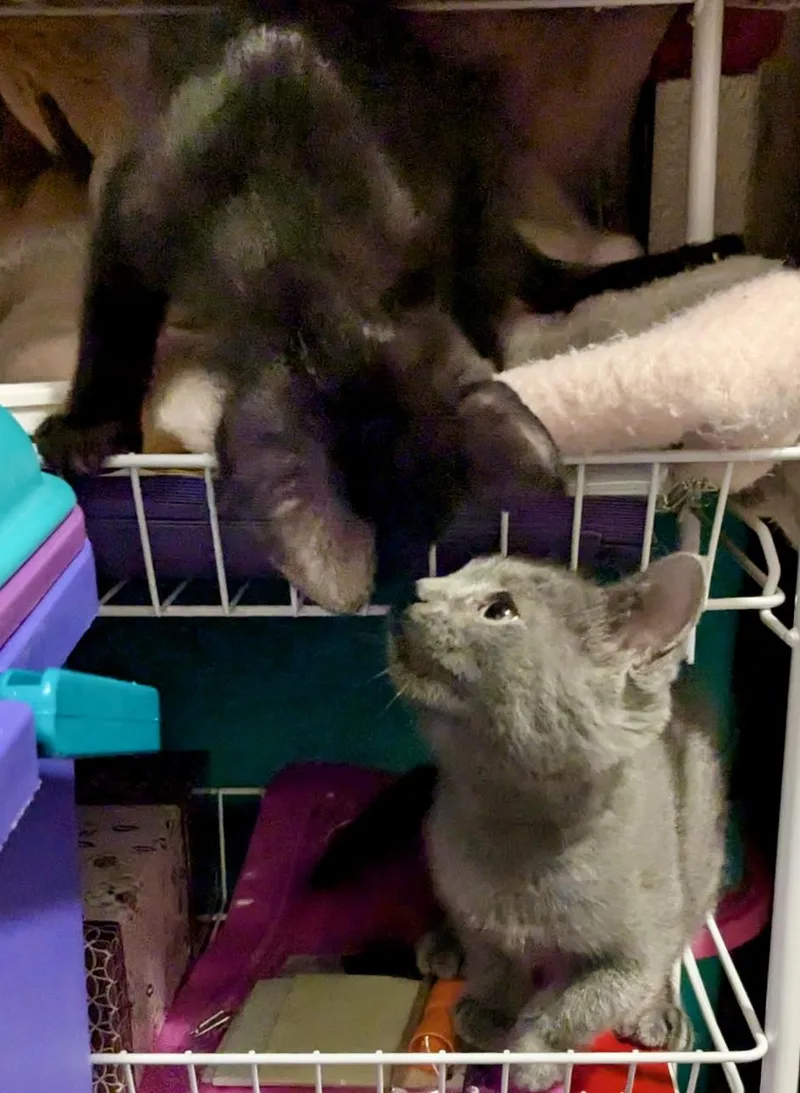 Jazzy and Princess Pippa thumbnail 2