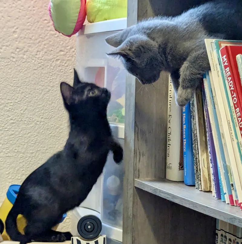Jazzy and Princess Pippa thumbnail 3