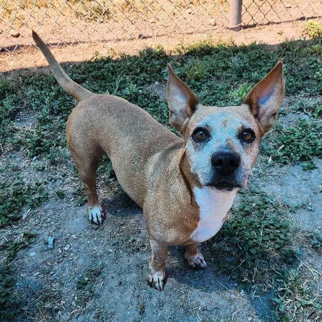 A senior medium-sized male Dachshund dog named Opi for adoption in Corpus Christi, TX
