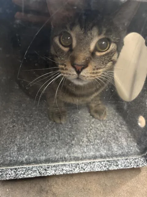 An adult medium-sized male Domestic Short Hair cat named Kj for adoption in Dallas, TX