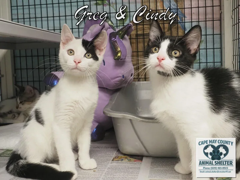 A young medium-sized male Domestic Short Hair cat named Greg and Cindy for adoption in Cape May Court House, NJ
