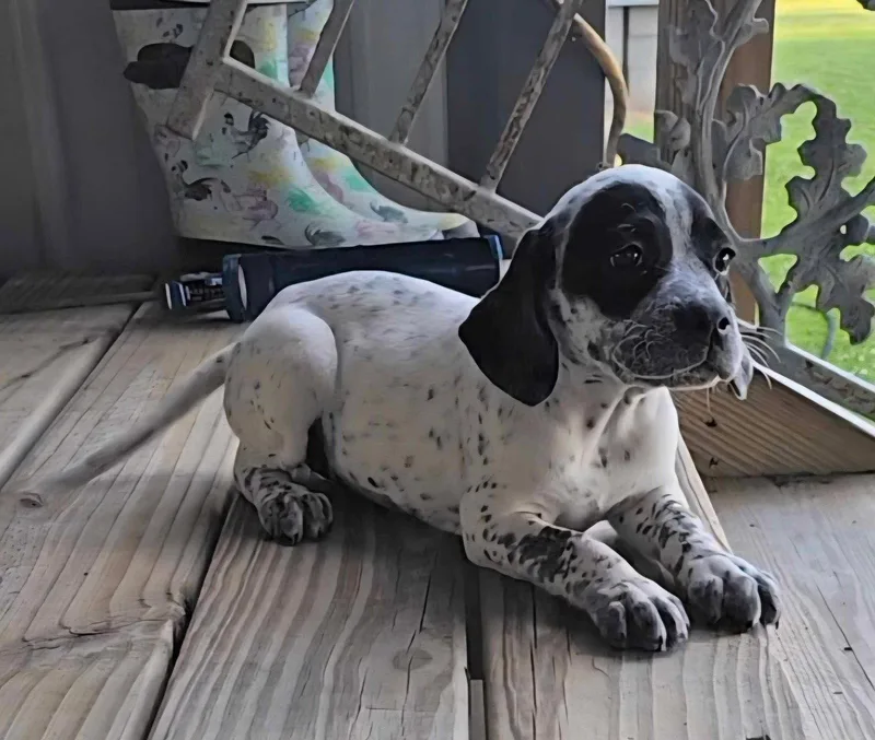 A baby medium-sized female Bluetick Coonhound dog named Robin for adoption in Oakhurst, NJ