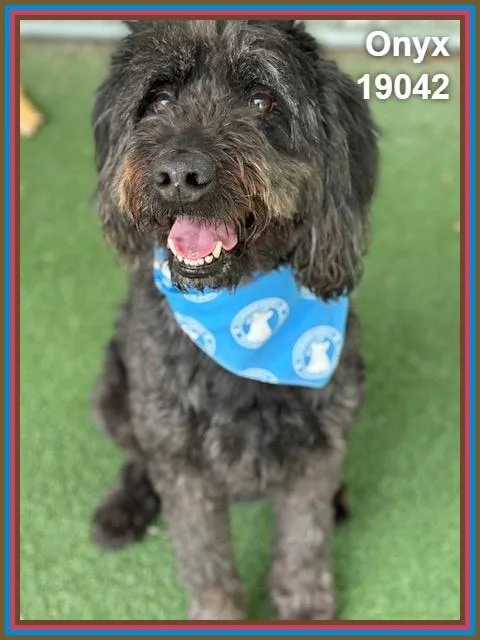 A senior large-sized male Black Goldendoodle dog named Onyx for adoption in Marietta, GA
