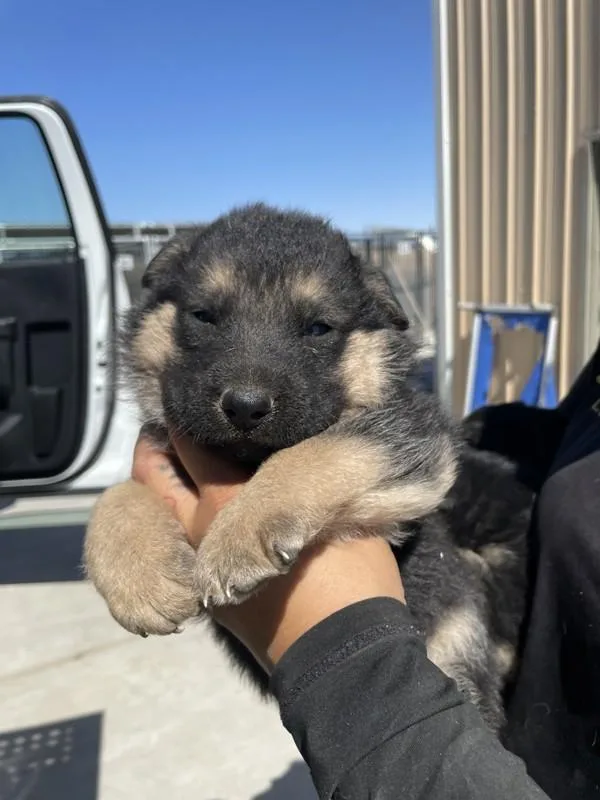 Max