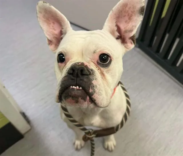 Stella