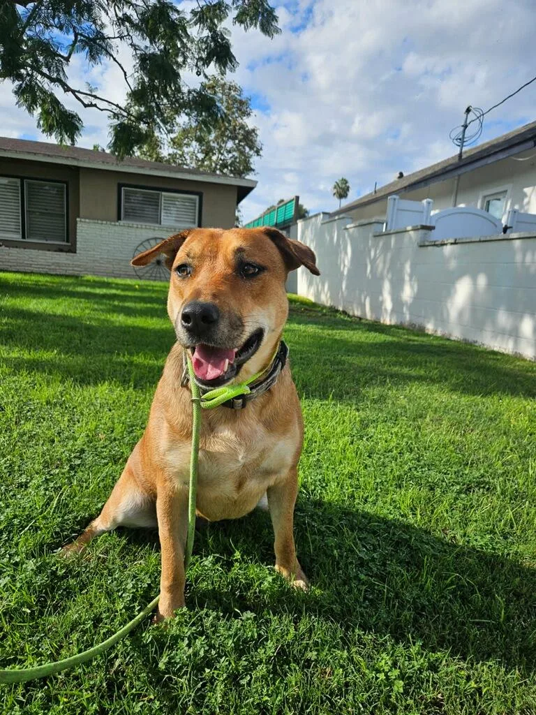 Maple With Cinnabon! thumbnail 4