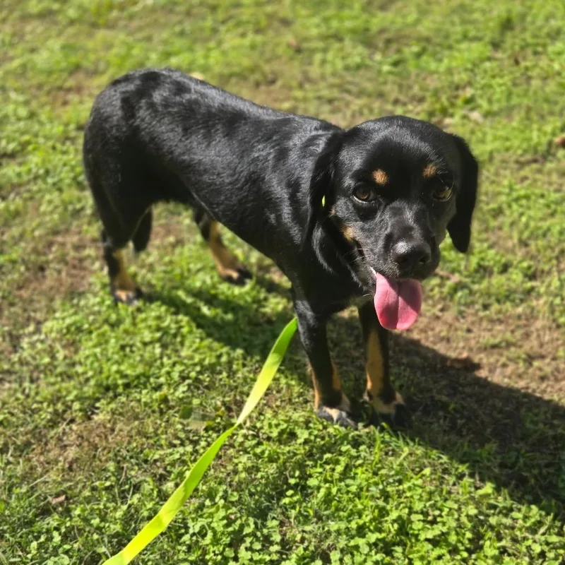 An adult medium-sized female Black Mixed Breed dog named Marnie for adoption in Pauls Valley, OK