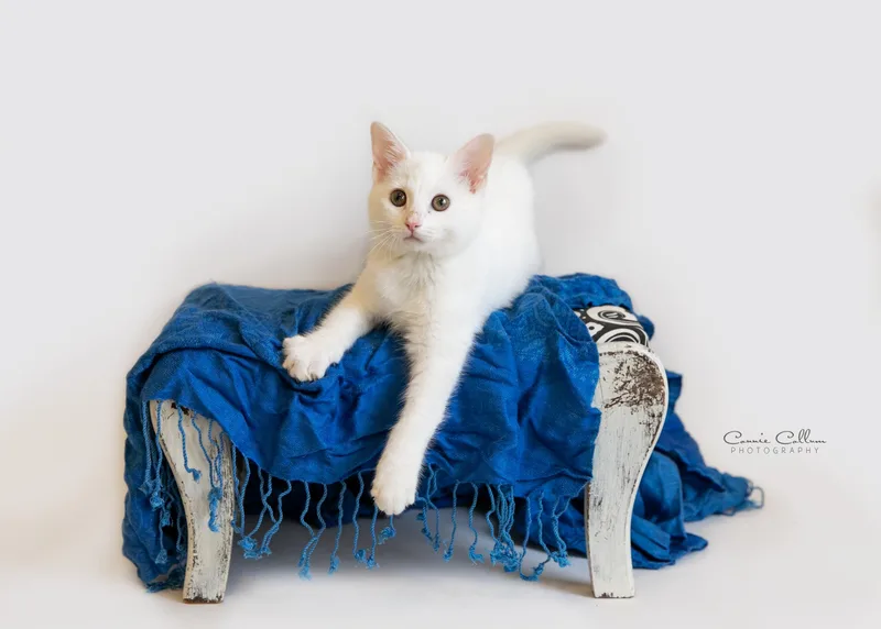A young medium-sized male White Domestic Short Hair cat named Oliver for adoption in Homewood, AL