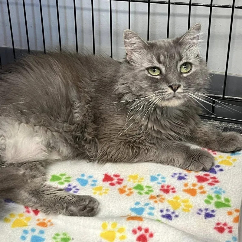 An adult medium-sized female Tortoiseshell Domestic Long Hair cat named Gracie Lou for adoption in Hamburg, NY
