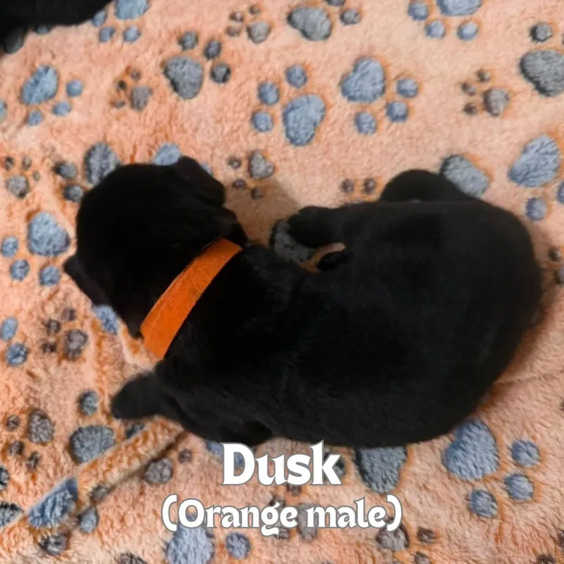 A baby small-sized male Black German Shepherd Dog dog named Dusk for adoption in Tulsa, OK
