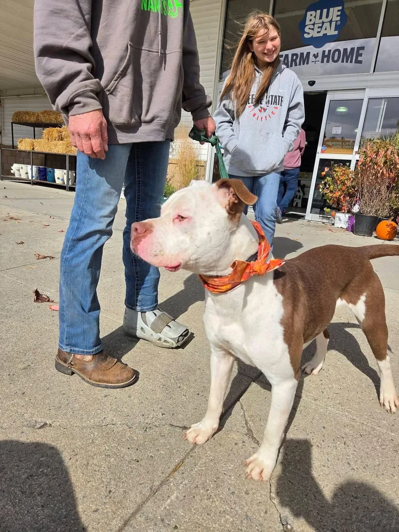 An adult large-sized male Pit Bull Terrier dog named Jeremy for adoption in Hillsboro, NH