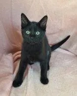 A baby small-sized female Black Domestic Short Hair cat named 7054 (Rayna) for adoption in Lake City, MI
