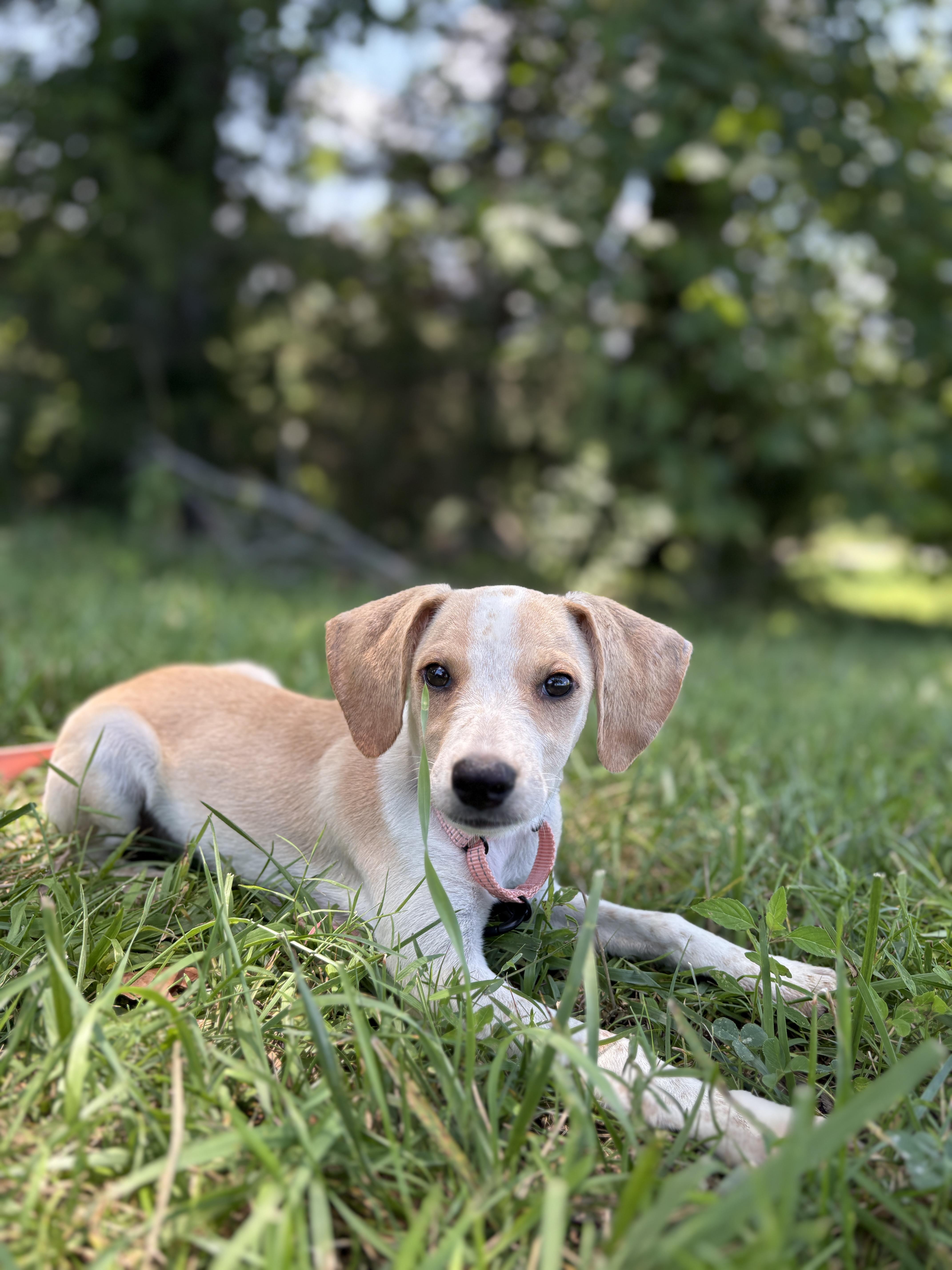 A baby small-sized female Yellow / Tan / Blond / Fawn Beagle dog named QueenieTransport for adoption in Gradyville, KY