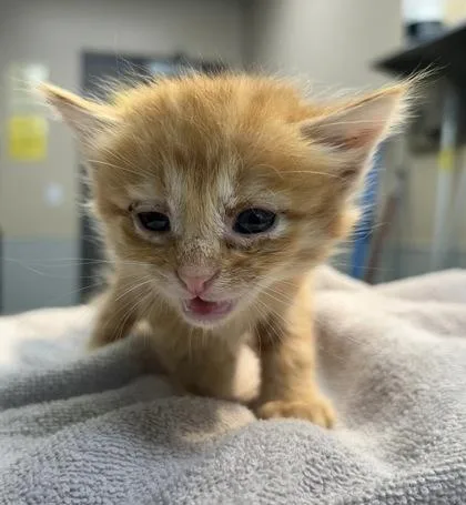 A young medium-sized male Domestic Short Hair cat named British Red for adoption in Kansas City, MO