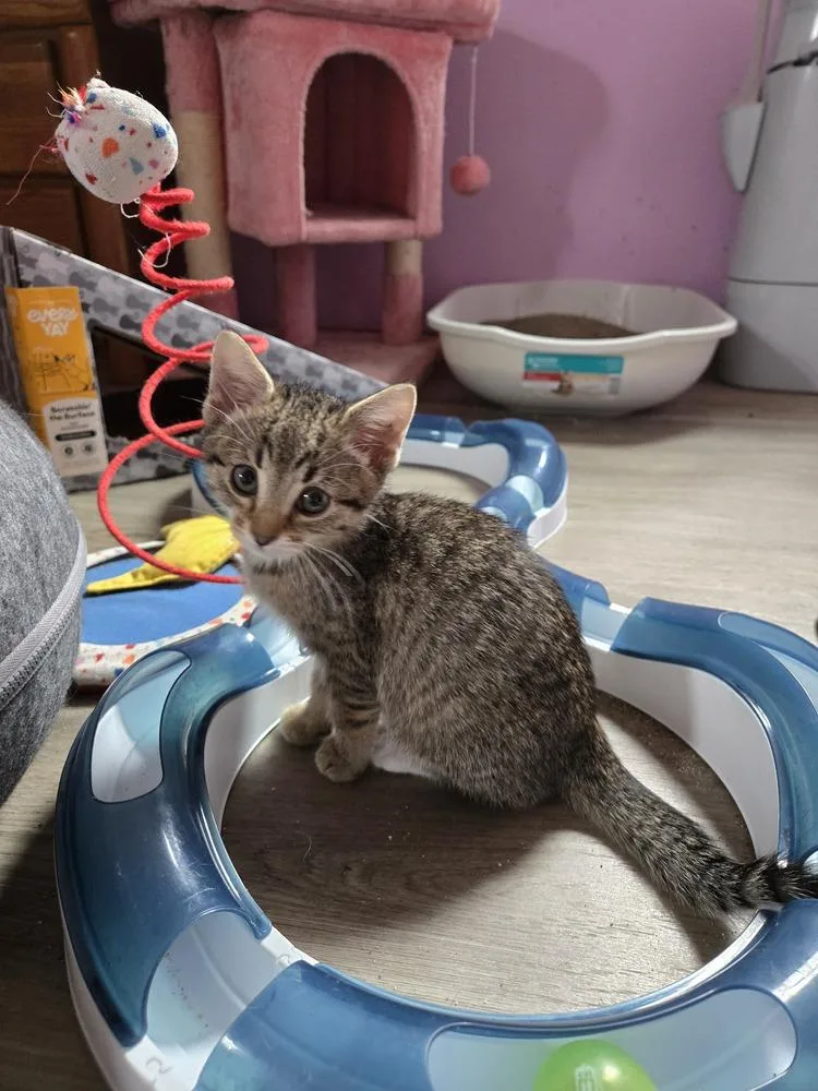 A baby small-sized male Tabby (Brown / Chocolate) Domestic Short Hair cat named Larry for adoption in Union Grove, WI