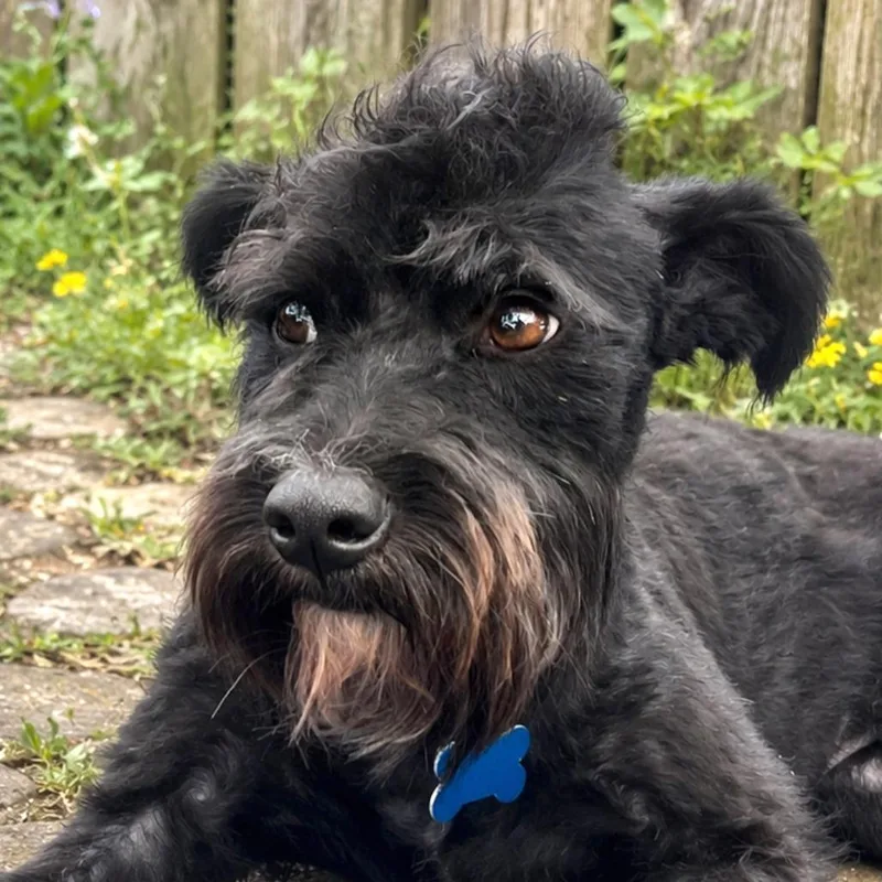 An adult small-sized male Black Schnauzer dog named Figaro for adoption in Boerne, TX
