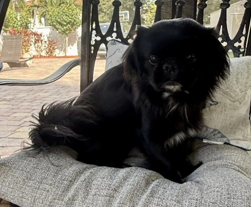 Little Marco thumbnail 2