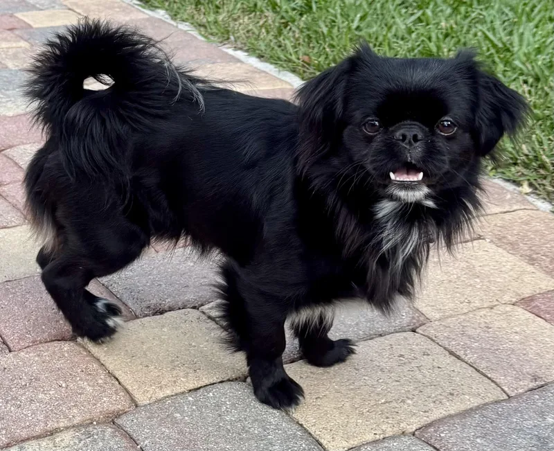 Little Marco thumbnail 6