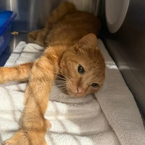 An adult medium-sized male Domestic Short Hair cat named Honeybun for adoption in Cumming, GA