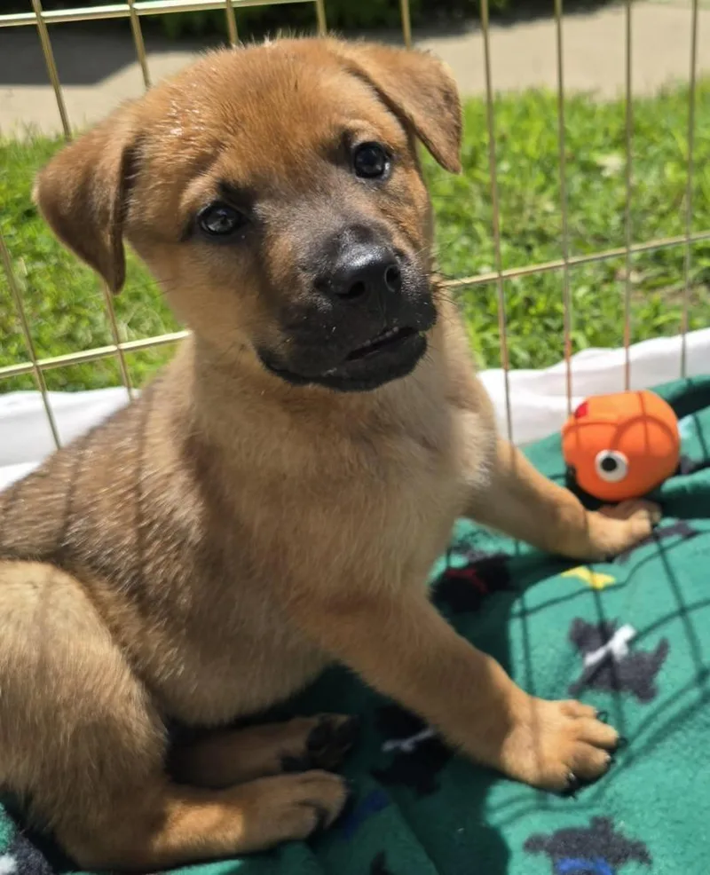 A baby medium-sized male German Shepherd Dog dog named Woody for adoption in Minneapolis, MN