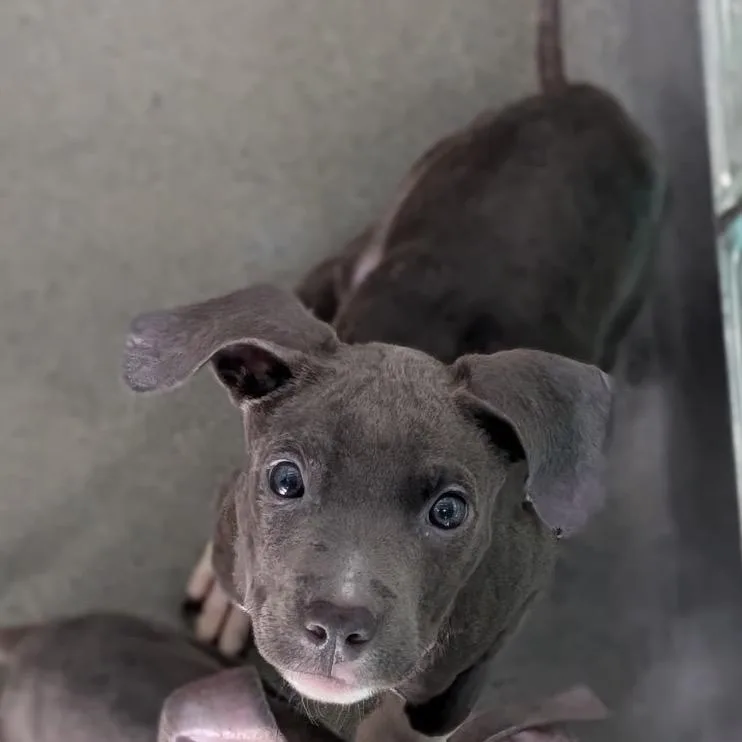 A baby small-sized male Mixed Breed dog named Fast Eddie for adoption in Pittsburgh, PA